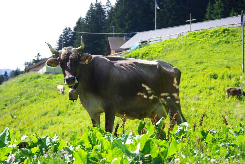 Berggasthaus Sucka Hotel Triesenberg Zewnętrze zdjęcie